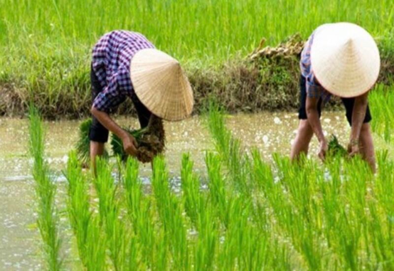 Melakukan percepatan tanam di bulan April menggunakan varietas genjah dan tahan kekeringan dijadikan solusi hadapi ancaman El Nino. (Foto: ist)
