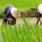 Melakukan percepatan tanam di bulan April menggunakan varietas genjah dan tahan kekeringan dijadikan solusi hadapi ancaman El Nino. (Foto: ist)