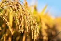 Ilustrasi padi unggul di Tulang Bawang, Lampung. (Foto: ist)