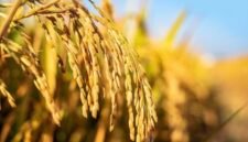 Ilustrasi padi unggul di Tulang Bawang, Lampung. (Foto: ist)