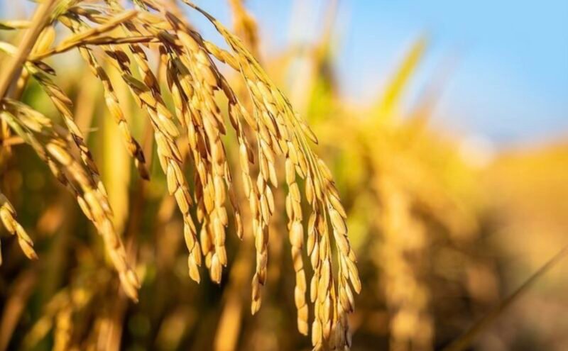 Ilustrasi padi unggul di Tulang Bawang, Lampung. (Foto: ist)