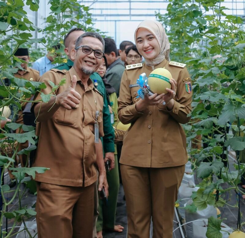Panen raya melon varietas Intanon dan Sweet Net 9 di SMKN SPP Lampung, Natar. (Foto: ist)