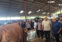 Kementerian Pertanian menyiapkan hadiah luar biasa bagi para pemenang kontes sapi. (Foto: ist)