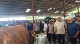 Kementerian Pertanian menyiapkan hadiah luar biasa bagi para pemenang kontes sapi. (Foto: ist)
