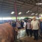 Kementerian Pertanian menyiapkan hadiah luar biasa bagi para pemenang kontes sapi. (Foto: ist)