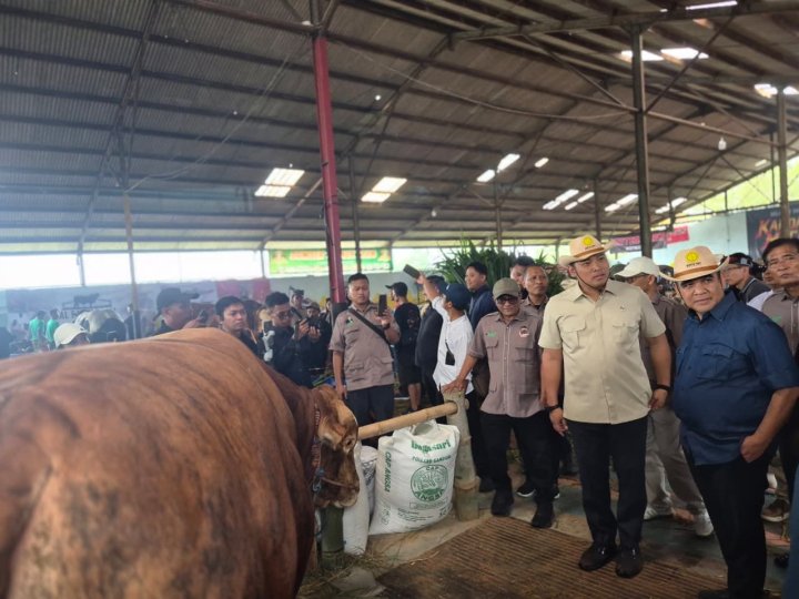 Kementerian Pertanian menyiapkan hadiah luar biasa bagi para pemenang kontes sapi. (Foto: ist)