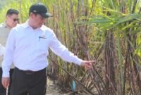 Mentan mendorong percepatan hilirisasi perkebunan menjadi produk turunan bernilai tinggi dan sumber energi terbarukan (biofuel).
