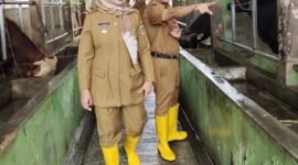 Kadisnakkeswan Lampung Lili Mawarti gencarkan Vaksinasi PMK jelang Idul Adha 2026. (Foto: ist)