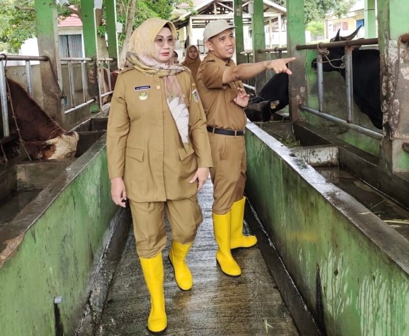 Kadisnakkeswan Lampung Lili Mawarti gencarkan Vaksinasi PMK jelang Idul Adha 2026. (Foto: ist)