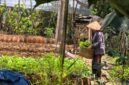 Bertani hortikultura bisa menjadi alternatif mendongkrak kesejahteraan petani padi di Lampung. (Foto: Kitani.id)