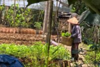 Bertani hortikultura bisa menjadi alternatif mendongkrak kesejahteraan petani padi di Lampung. (Foto: Kitani.id)