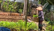 Bertani hortikultura bisa menjadi alternatif mendongkrak kesejahteraan petani padi di Lampung. (Foto: Kitani.id)