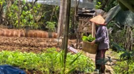 Bertani hortikultura bisa menjadi alternatif mendongkrak kesejahteraan petani padi di Lampung. (Foto: Kitani.id)