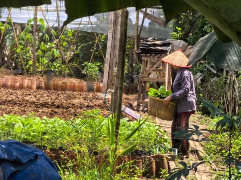 Bertani hortikultura bisa menjadi alternatif mendongkrak kesejahteraan petani padi di Lampung. (Foto: Kitani.id)