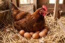 Harga ayam ras hidup dan telur ayam ras di tingkat peternak anjlok hingga sekitar 8% di bawah Harga Acuan Pembelian (HAP). (Ilustrasi: Kitani)