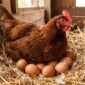 Harga ayam ras hidup dan telur ayam ras di tingkat peternak anjlok hingga sekitar 8% di bawah Harga Acuan Pembelian (HAP). (Ilustrasi: Kitani)
