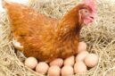 Menggenjot serapan menu ayam dan telur melalui program Makan Bergizi Gratis (MBG), serta mendesak kepatuhan terhadap regulasi harga.(Foto: ist)