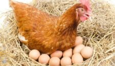 Menggenjot serapan menu ayam dan telur melalui program Makan Bergizi Gratis (MBG), serta mendesak kepatuhan terhadap regulasi harga.(Foto: ist)