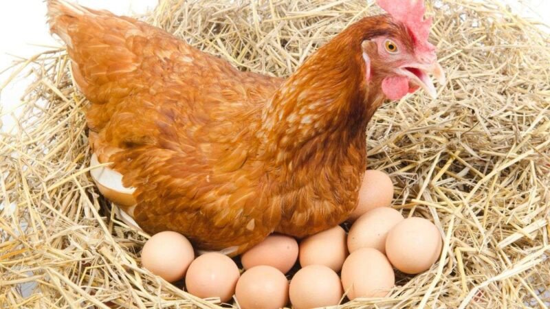 Menggenjot serapan menu ayam dan telur melalui program Makan Bergizi Gratis (MBG), serta mendesak kepatuhan terhadap regulasi harga.(Foto: ist)