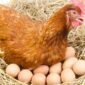 Menggenjot serapan menu ayam dan telur melalui program Makan Bergizi Gratis (MBG), serta mendesak kepatuhan terhadap regulasi harga.(Foto: ist)